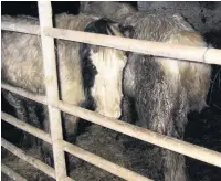  ??  ?? ● Horses were found in poor conditions at stables in Church owned by Thomas Varey