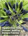 ??  ?? Agapanthus ‘Indigo Dreams’, bred by Richard Fulcher