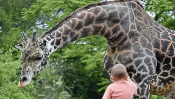  ?? Lucy Schaly/Post-Gazette ?? Lewis the giraffe comes out to say hello to visitors Friday at the Pittsburgh Zoo & PPG Aquarium in Highland Park.