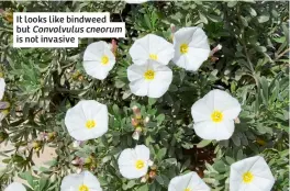  ?? ?? It looks like bindweed but Convolvulu­s cneorum is not invasive