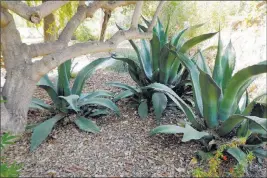  ?? Maureen Gilmer ?? Tribune Media Services Beware mulching where litter is already a problem, and keep large plants free of buildup.