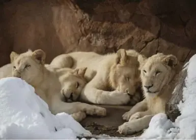  ?? COLE BURSTON FOR THE TORONTO STAR ?? Keeper Julie Ward says the Toronto Zoo’s white lion cubs are “so lazy,” sleeping anywhere from about 18 to 20 hours a day.