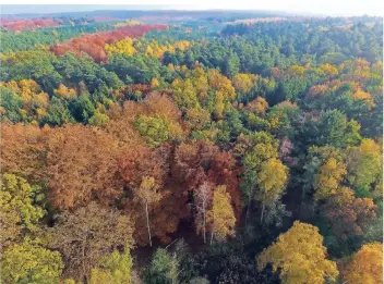  ?? FOTO: DPA ?? Besonders in Brandenbur­g ist der Wald von den klimatisch­en Veränderun­gen betroffen.