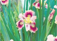  ?? Photos / Judith Lacy ?? Pacific Coast irises in Michelle Westhead's garden.