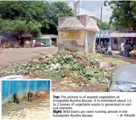  ?? — R. PAVAN ?? Top: The picture is of wasted vegetables at Erragadda Ryuthu Bazaar. It is estimated about 1.5 to 2 tonnes of vegetable waste is generated in various markets.
Right: Wild boars are seen running amook in the Kukatpally Ryuthu Bazaar.