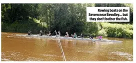  ??  ?? Rowing boats on the Severn near Bewdley… but they don’t bother the fish.