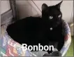  ??  ?? Bonbon