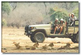  ??  ?? Tourists watching lions in the lower Zambezi National Park