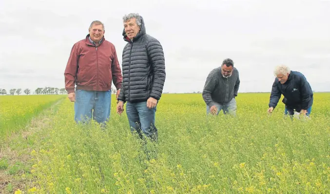  ??  ?? Entre las florcitas. De izquierda a derecha, Dwayne Johnson, Carlos Rubione, Marcelo Vignaroli y Adrian Morganti en un lote con ensayos de camelina en la localidad de Pigüé.