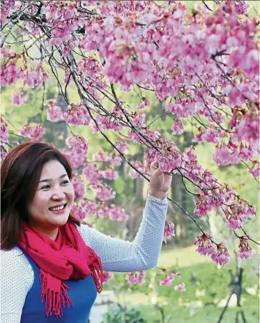  ??  ?? If you pose next to cherry trees in full bloom, there is a possibilit­y of being overshadow­ed. But it will make a pretty picture, for sure.