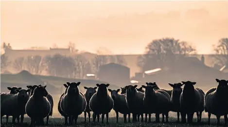  ?? Picture: Getty Images. ?? Consumers should be encouraged to think of lambs as a wild product skipping around in fields, according to event chairman John Fyall.