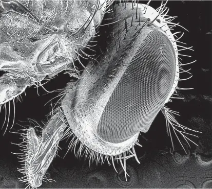  ??  ?? Forscher suchten Fliegen auch mit Elektronen­mikroskope­n nach Pathogenen ab – und wurden fündig.