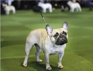  ?? SETH WENIG — THE ASSOCIATED PRESS FILE ?? In this file photo, a French bulldog competes at the Westminste­r Kennel Club show in New York. The French Bulldog is among the top ten popular breeds for 2020.