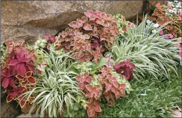  ?? PICTURE: LUKAS OTTO ?? Shades of red and burgundy coleus are striking when coupled with the indigenous green hen and chicken (Chlorophyt­um comosum).