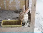  ?? —Photos by Fouad Al-Shaikh ?? A rabbit in a cage inside a shop at the birds market.