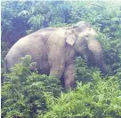  ??  ?? UNDER THREAT Elephant in Myanmar