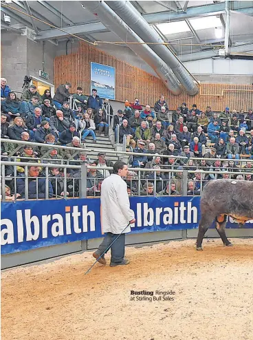  ?? ?? Bustling Ringside at Stirling Bull Sales