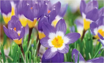  ??  ?? Vibrant: The cheerful Crocus sieberi Tricolor brings vivid tones to rock gardens