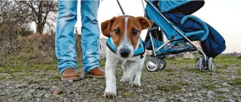  ?? Foto: Holger Hollemann, dpa (Symbolbild) ?? Ab welcher Größe muss ein Hund an die Leine? Dieses Thema wurde unter anderem im Gemeindera­t Emersacker diskutiert.