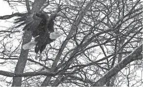  ?? TOM E. PUSKAR/TIMES-GAZETTE.COM ?? A bald eagle takes flight from its perch on a tree at Quaker Cemetery on US 244 east of Ohio 13.