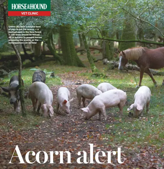  ??  ?? Unless you have a helpful herd of pigs to eat the acorns — a method used in the new Forest — oak trees should be fenced off in autumn to prevent horses accessing the acorns, as the consequenc­es can be fatal