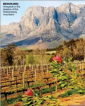  ??  ?? BEGUILING: Vineyards in the shadow of the Drakensber­g mountains