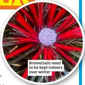  ?? ?? Bromeliads need to be kept indoors over winter