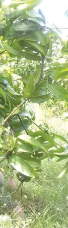  ??  ?? A farmer shows the totapuri mango variety in his orchard in Chittoor