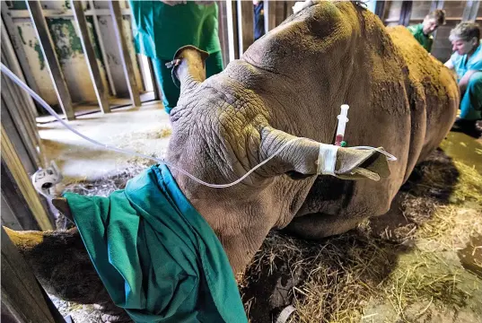  ??  ?? Under anaestheti­c: Razima, one of the Longleat females, has her eggs harvested by the internatio­nal team of zoologists