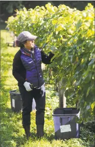  ?? H John Voorhees III / Hearst Connecticu­t Media ?? Jeanne Shaw, of Danbury, cuts grapes from the vines of the White Silo Farm and Winery in Sherman. Volunteers harvested the grapes at the winery on Saturday.