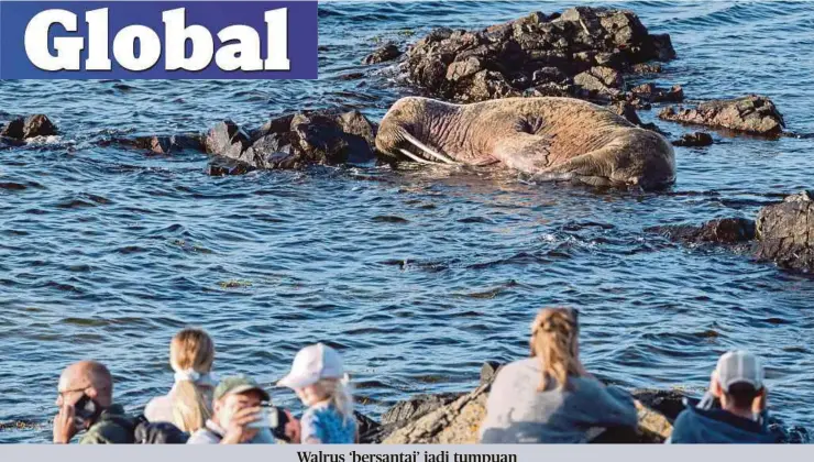  ?? ?? ORANG ramai menyaksika­n walrus iaitu mamalia seperti anjing laut di kawasan teluk di Skaldervik­en di barat daya Sweden.