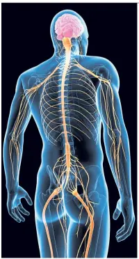  ??  ?? Nerves sense and process stimuli and then signal to other tissues to respond.
