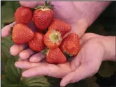  ??  ?? Bumper crop: English strawberri­es