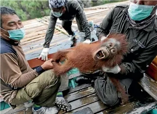  ?? PHOTO: AP ?? Conservati­onists from the Borneo Orangutan Survival Foundation hold a baby orangutan rescued along with its mother during a rescue and release operation for the great apes trapped in an area of jungle destroyed by fires lit by oil palm planters in...