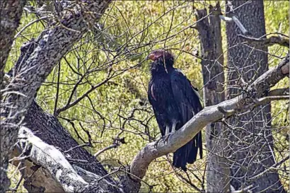  ?? PHOTO COURTESY OF TOSHIMI KRISTOF ?? Perched on a dead oak limb, a condor appears distended, probably after gorging on a nearby deer carcass.