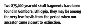  ?? ?? Two 875,000-year-old skull fragments have been found in Gombore, Ethiopia. They may be among the very few fossils from the period when our ancestor came closest to extinction.