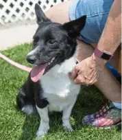  ??  ?? Pepe, a Corgi mix, sits with volunteers at the universal birthday party.