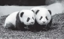  ?? Zooparc de Beauval via AP ?? Twin female panda cubs Yuandudu and Huanlili take their first steps in public at the Beauval Zoo in Saint-Aignan-sur-Cher, France, on Saturday. The female twins were born in August. Their mother, Huan Huan, and father, Yuan Zi, are at the zoo, south of Paris, on a 10-year loan from China aimed at highlighti­ng good ties with France.