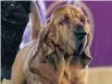  ?? FRANK FRANKLIN II AP ?? Trumpet, a bloodhound, won Best in Show at the 146th Westminste­r Kennel Club Dog Show in Tarrytown, N.Y.