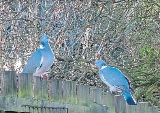  ??  ?? Courting ritual: Two wood pigeons make their intentions known as they rendezvous on the fence in Angus’s garden.