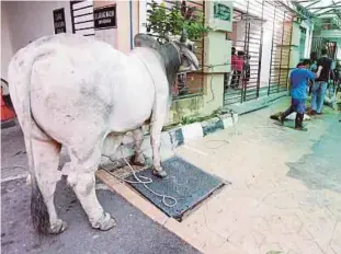  ?? (Foto Ramdzan Masiam/bh) ?? Lembu jenis Brahman seberat 1,000 kilogram yang disumbangk­an Pengarah Pelita Sdn Bhd, Datuk Mohamed Aswan Mohamed Nizalath untuk dikorbanka­n di Masjid Jamek Alimsah Waley, Lebuh Chulia, Pulau Pinang.