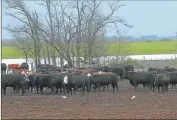  ??  ?? IMPACTO. Más del 50% de las emisiones provienen de la ganadería bovina en La Pampa.