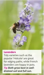  ??  ?? Lavenders
Tidy varieties such as the popular ‘Hidcote’ are great for edging paths, while French lavenders are happy in pots. Tip Both grow best in welldraine­d soil and full sun.