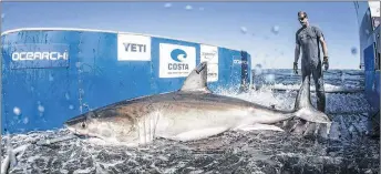  ?? ROBERT SNOW OCEARCH ?? Hilton, the great white shark, is shown on the deck of a research ship.