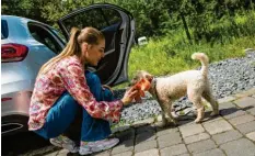  ?? Foto: Christin Klose, dpa ?? Mit dem Spielzeug ins Auto locken: So können Halter ihrem Tier das Fahren schmackhaf­t machen.