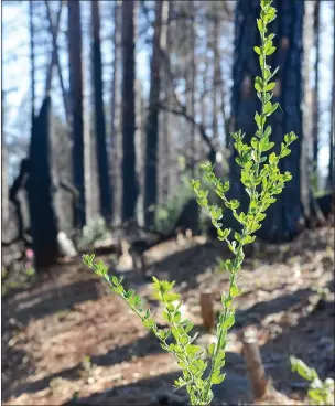  ?? PHOTOS BY MATT BATES — ENTERPRISE-RECORD ?? Sprouting up into the sunlight, a new green plant grows in the Camp Fire burn scar area off of Pearson Road on Friday in Paradise.