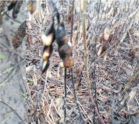  ?? FOTOS: BOLSA DE CEREALES DE BAHÍA BLANCA ??