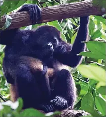  ?? TNS/STEVE HAGGERTY ?? Howler monkeys, kings of the rain forest canopy, are hard to see but easy to identify; listen for their loud throaty howls. Though nine species have been identified, Costa Rica is home to just one, the common mantled howler.