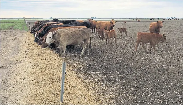  ??  ?? Rodeo general. Una postal de la ganadería de los Echenique. Son cabezas de distinta categoría, entre ellos los terneros, que están comiendo su ración a la vera del alambre eléctrico.