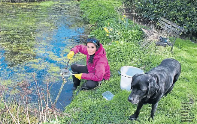  ??  ?? Gayle ponddippin­g while her faithful canine companion supervises